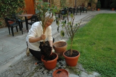 Mantenimento e cura delle piante