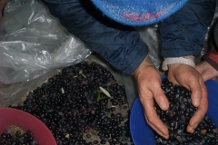 Raccolta periodica delle olive